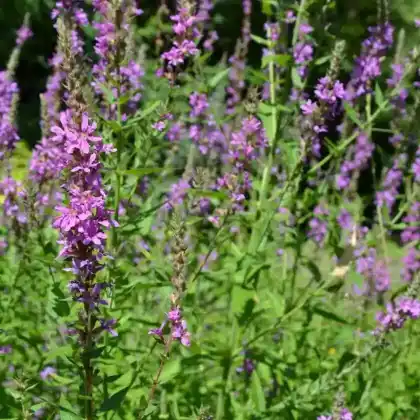 Foto von Ruten-Blutweiderich (Lythrum virgatum)