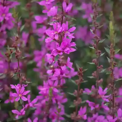Foto von Ruten-Weiderich 'Dropmore Purple' (Lythrum virgatum 'Dropmore Purple')