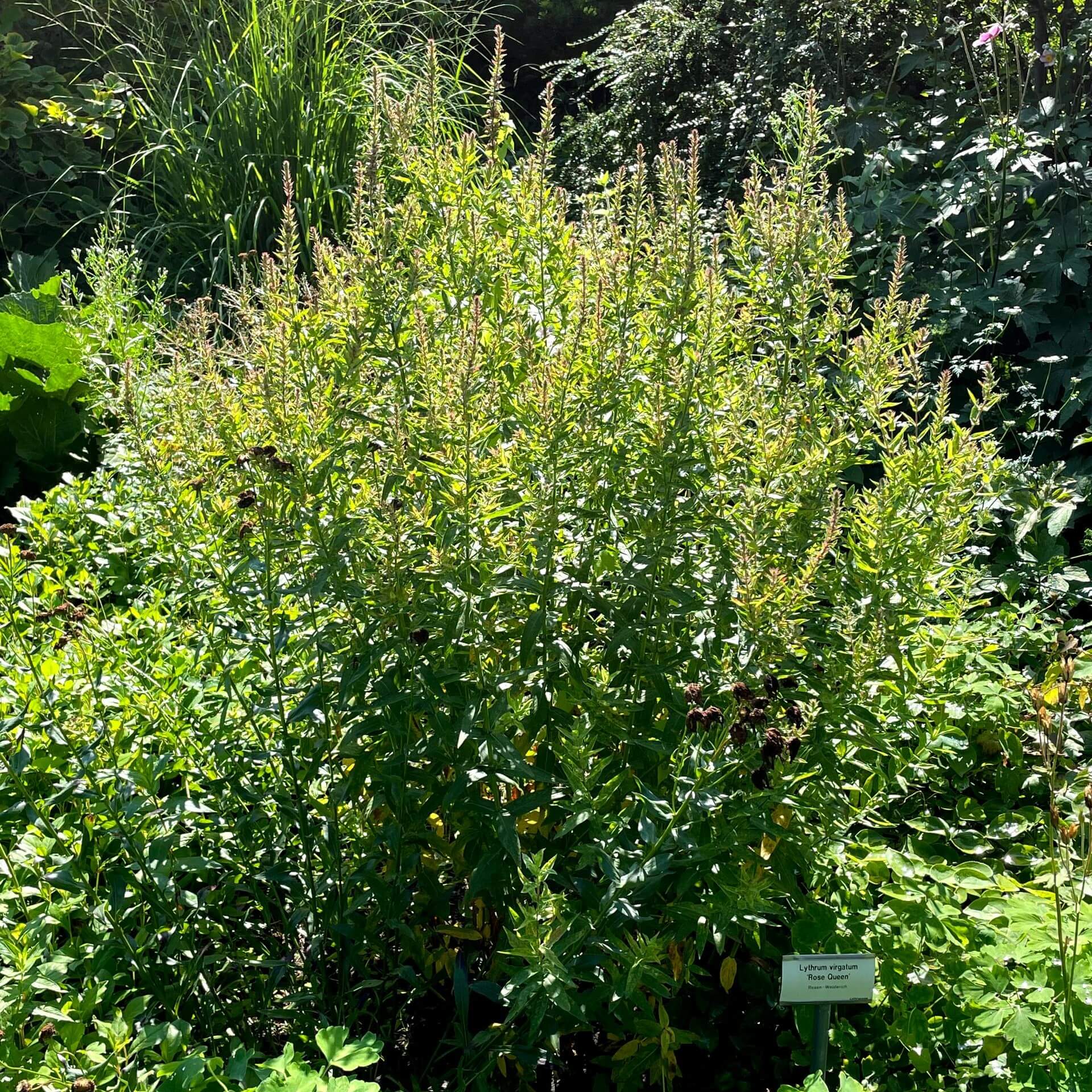 Ruten-Weiderich 'Rose Queen' (Lythrum virgatum 'Rose Queen')