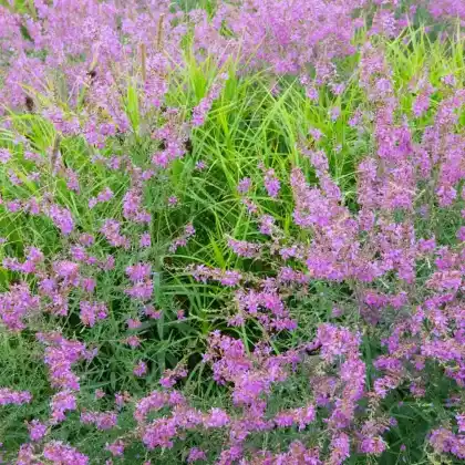 Foto von Ruten-Weiderich 'Swirl' (Lythrum virgatum 'Swirl')