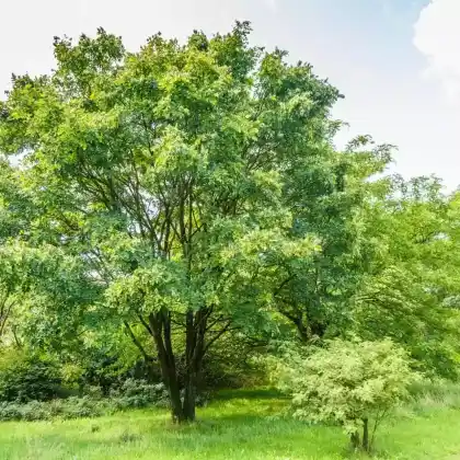 Foto von Asiatisches Gelbholz (Maackia amurensis)