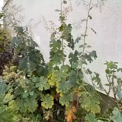 Foto von Federmohn (Macleaya cordata)