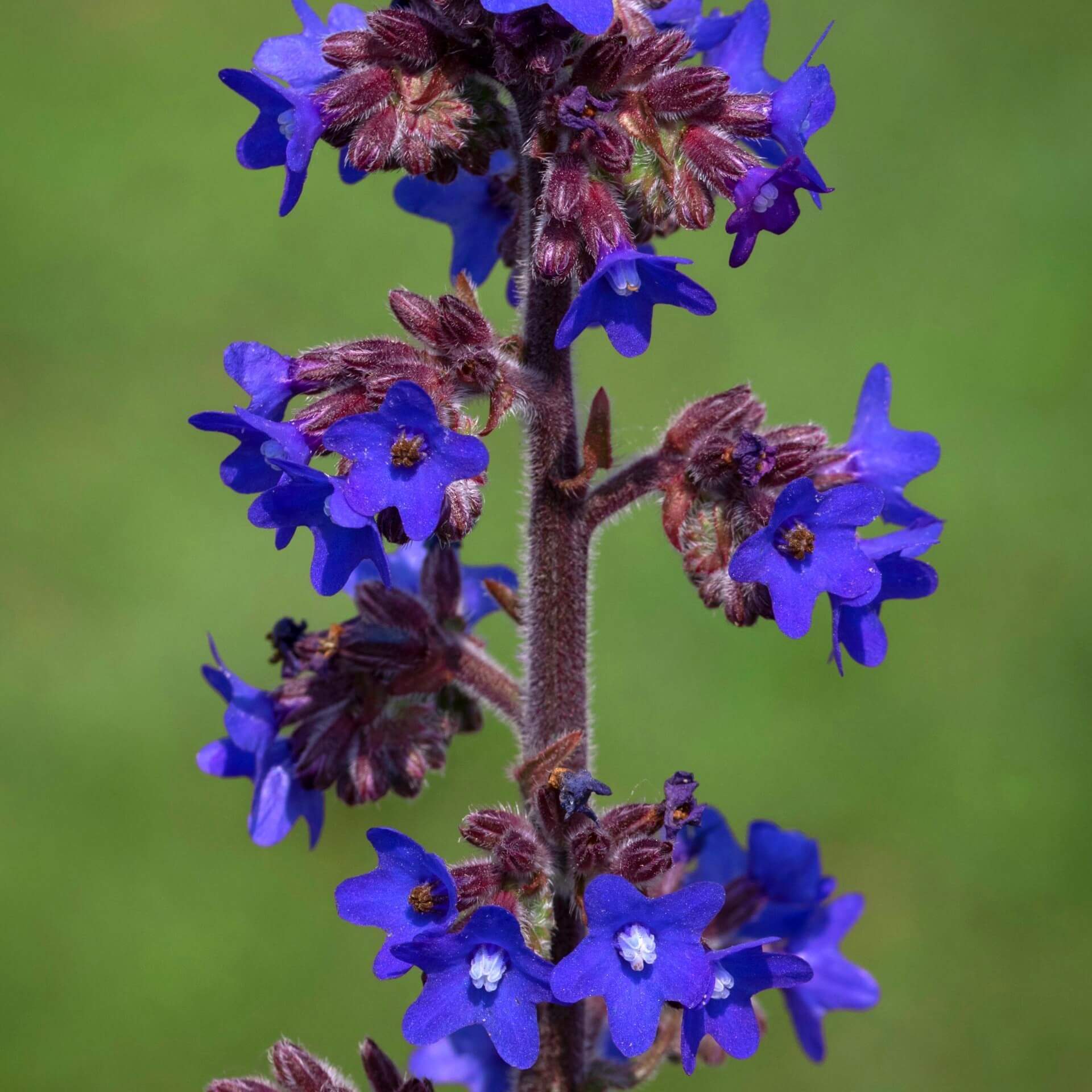 Große Ochsenzunge (Anchusa azurea)