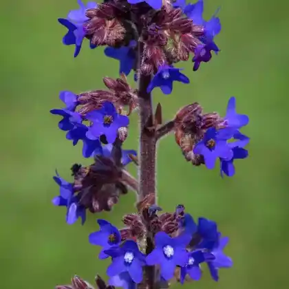 Foto von Große Ochsenzunge (Anchusa azurea)