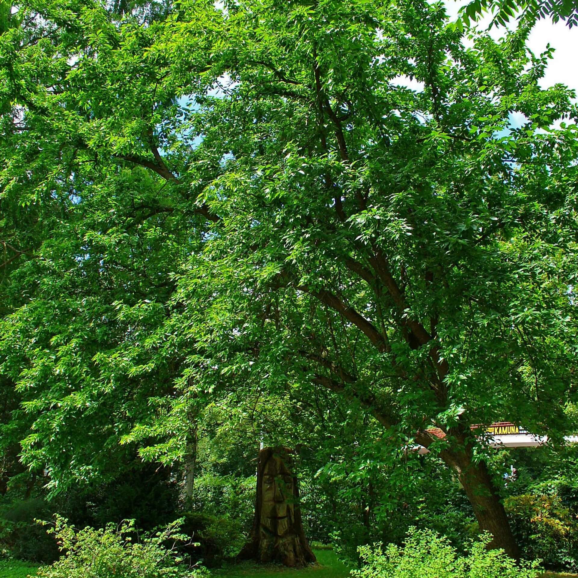 Osagedorn (Maclura pomifera)