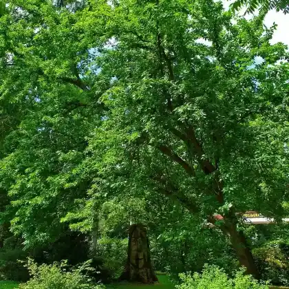 Foto von Osagedorn (Maclura pomifera)