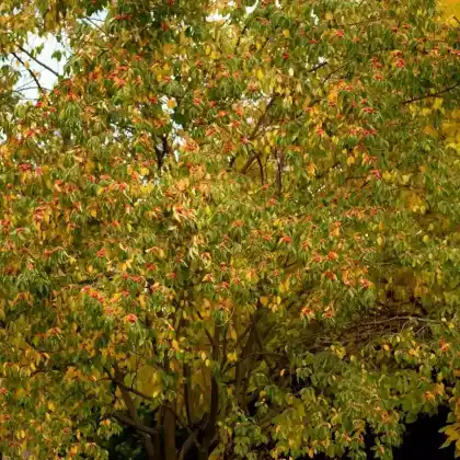Foto von Seidenraupenbaum (Maclura tricuspidata)