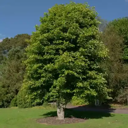 Foto von Gurken-Magnolie (Magnolia acuminata)