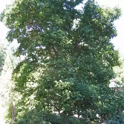 Foto von Yulan-Magnolie (Magnolia denudata)