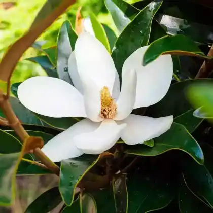 Foto von Immergrüne Magnolie (Magnolia grandiflora)