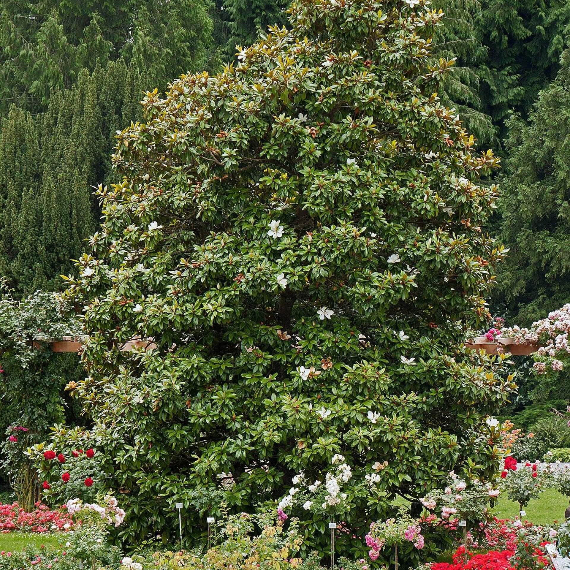 Immergrüne Magnolie Expertenwissen für Garten & Balkon