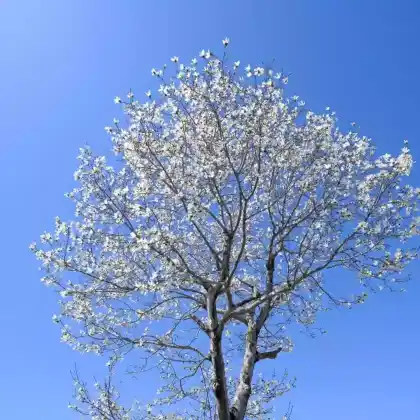 Foto von Kobushi-Magnolie (Magnolia kobus)