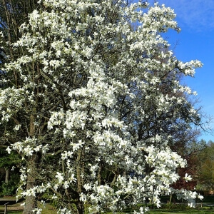 Kobushi-Magnolie (Magnolia kobus)