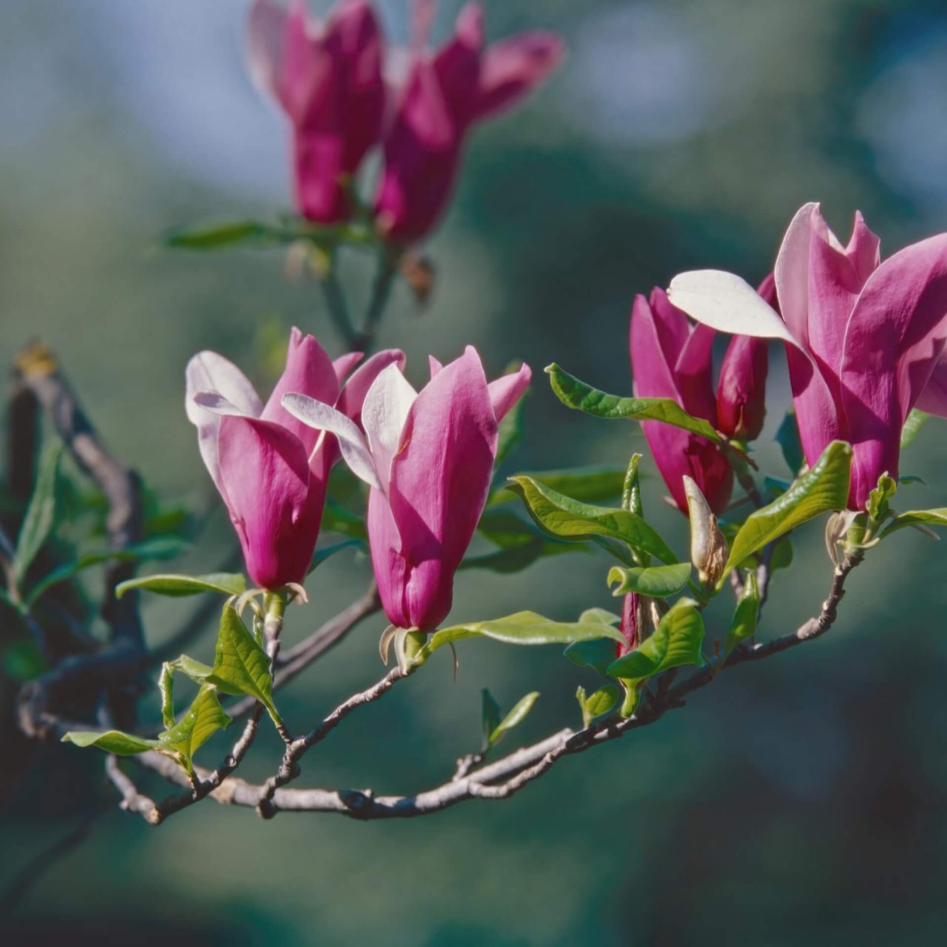 Purpur-Magnolie (Magnolia liliiflora)