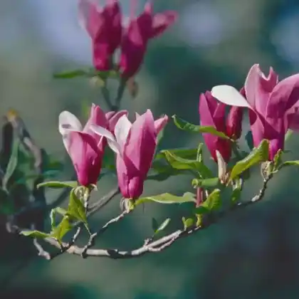 Foto von Purpur-Magnolie (Magnolia liliiflora)