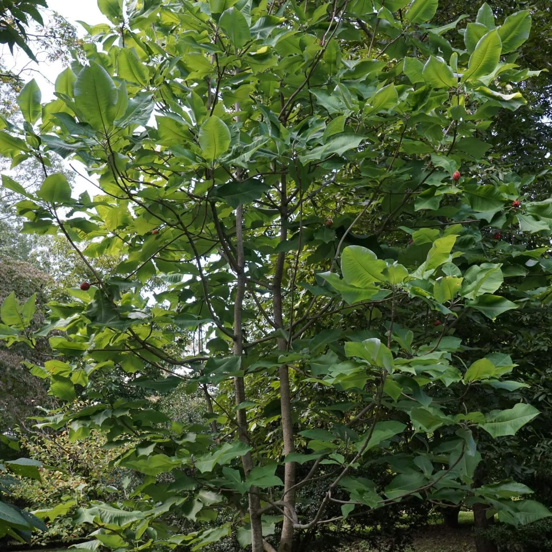 Großblättrige Magnolie (Magnolia macrophylla)