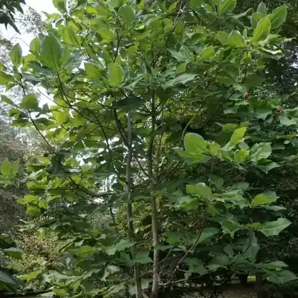 Foto von Großblättrige Magnolie (Magnolia macrophylla)