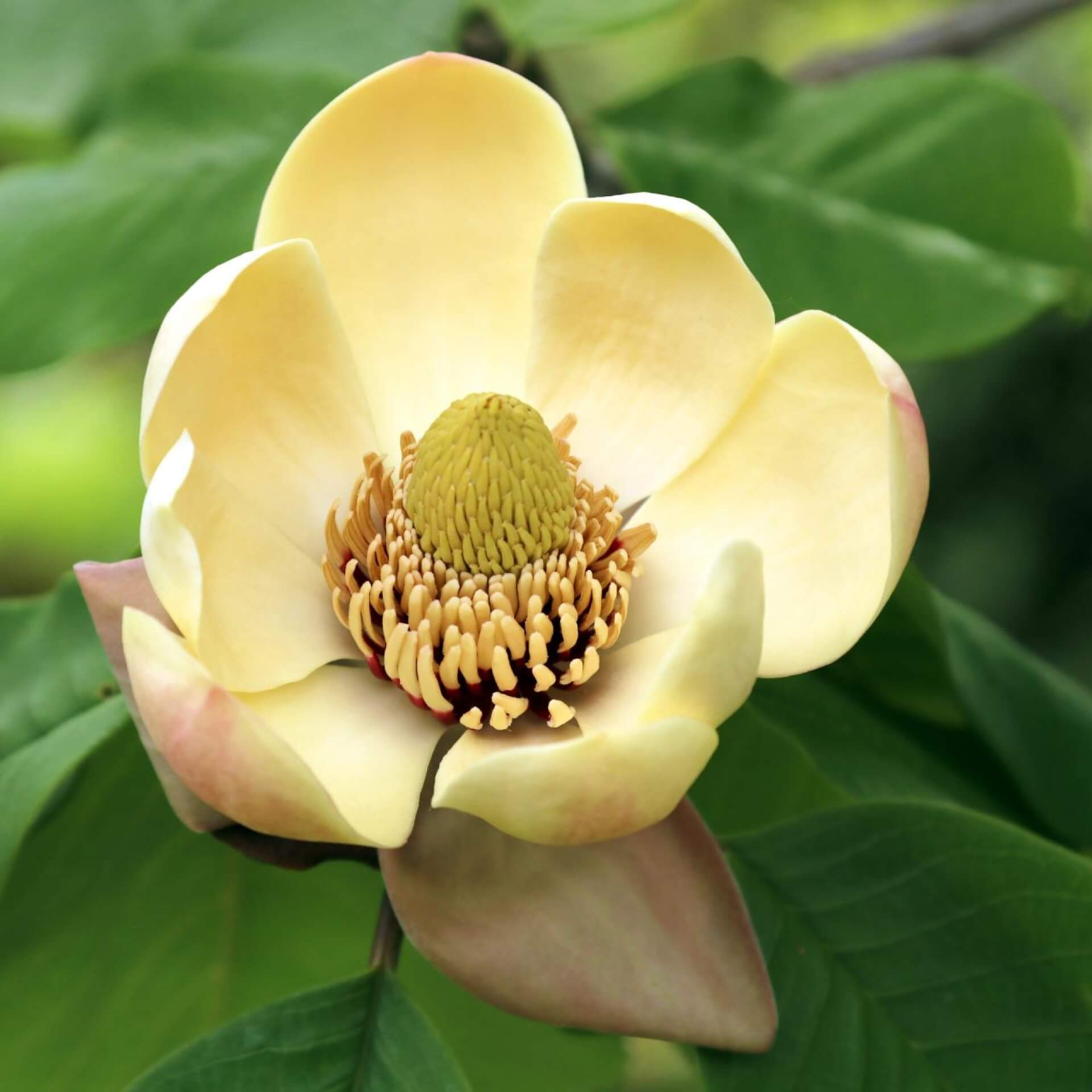 Honoki-Magnolie (Magnolia obovata)