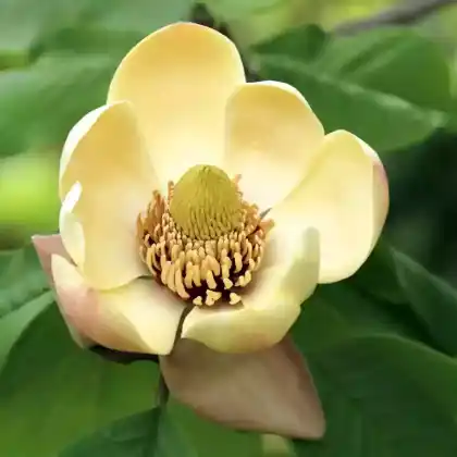 Foto von Honoki-Magnolie (Magnolia obovata)