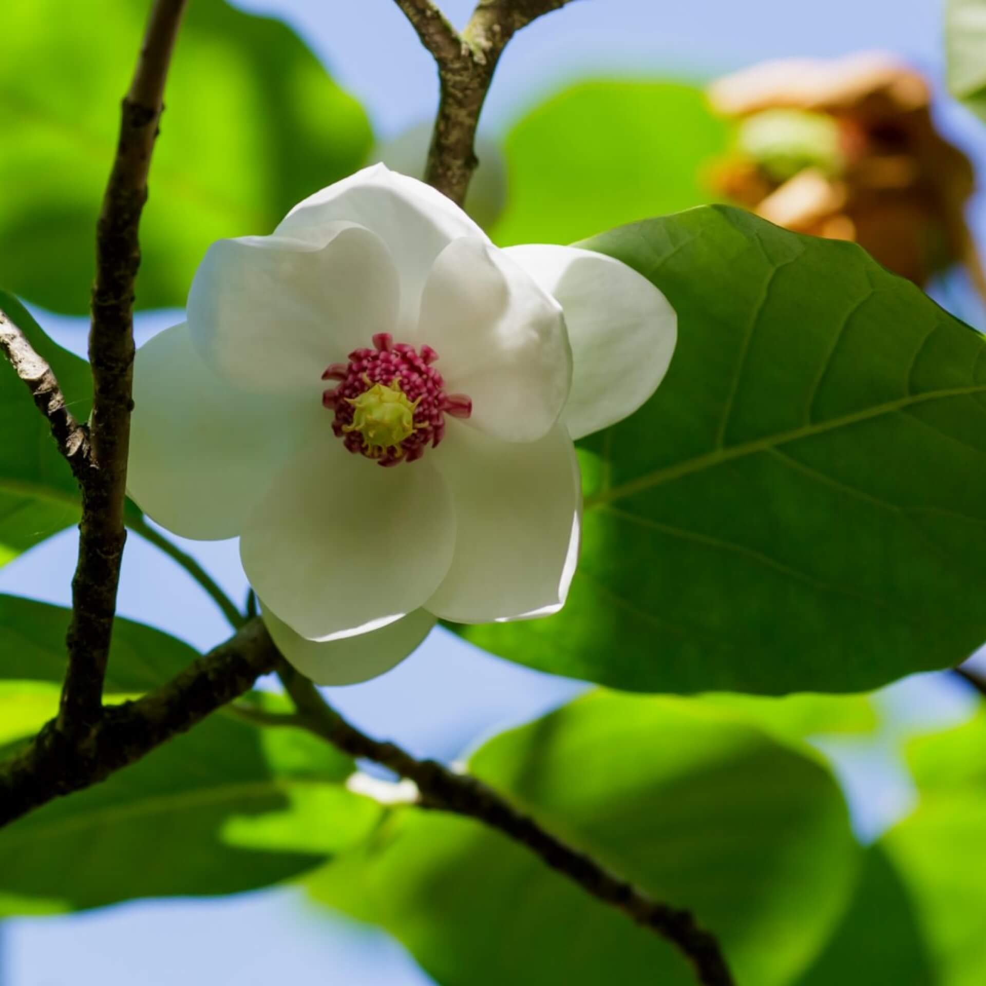 Sommer-Magnolie (Magnolia sieboldii)