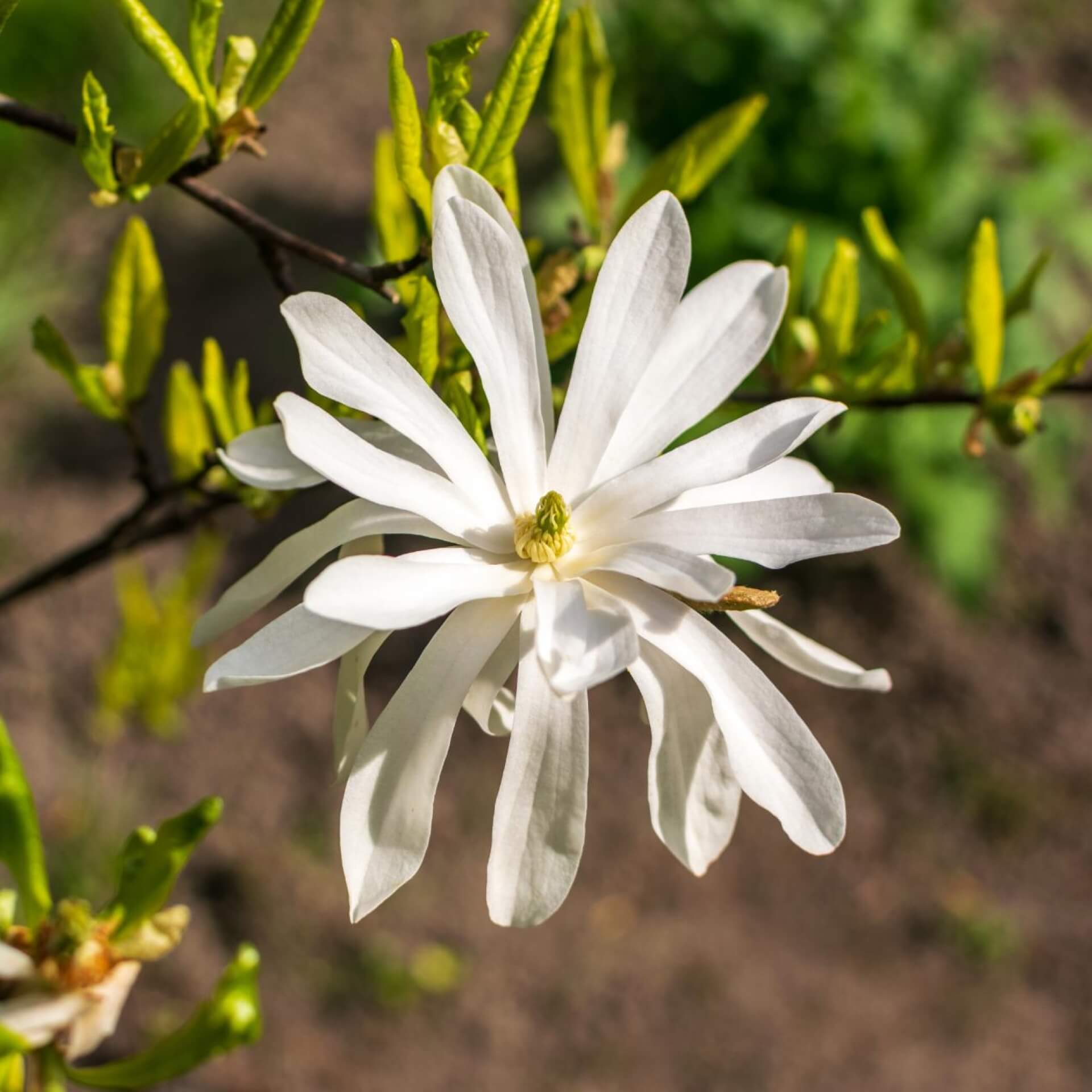 Stern-Magnolie (Magnolia stellata)