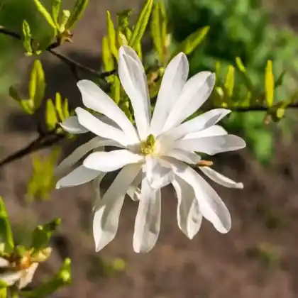 Foto von Stern-Magnolie (Magnolia stellata)