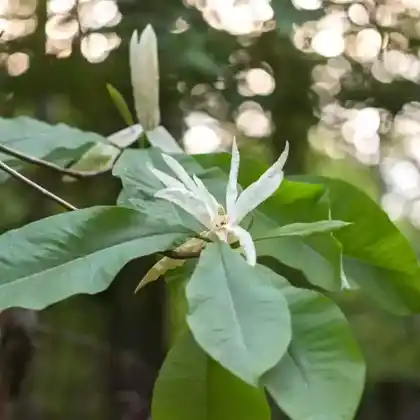 Foto von Schirm-Magnolie (Magnolia tripetala)