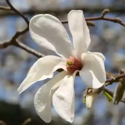 Foto von Tulpen-Magnolie (Magnolia x soulangeana)