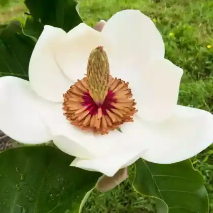 Foto von Wiesners Magnolie (Magnolia x wieseneri)