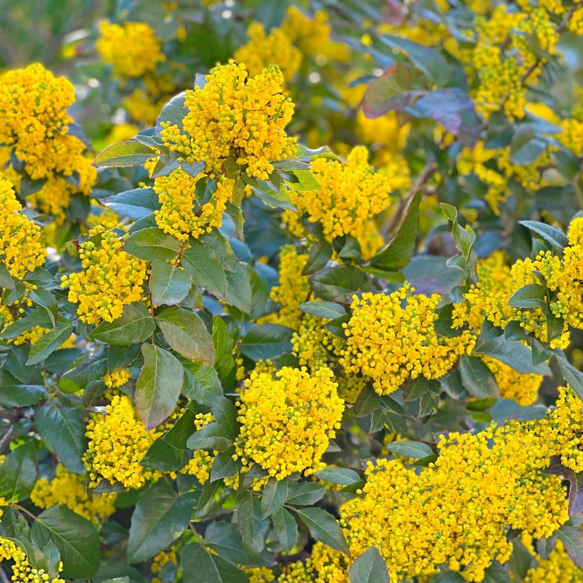 Mahonie (Mahonia aquifolium)