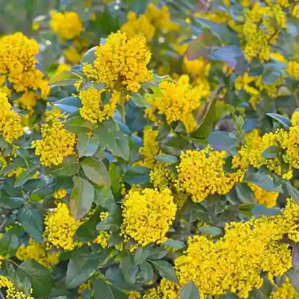 Foto von Mahonie (Mahonia aquifolium)