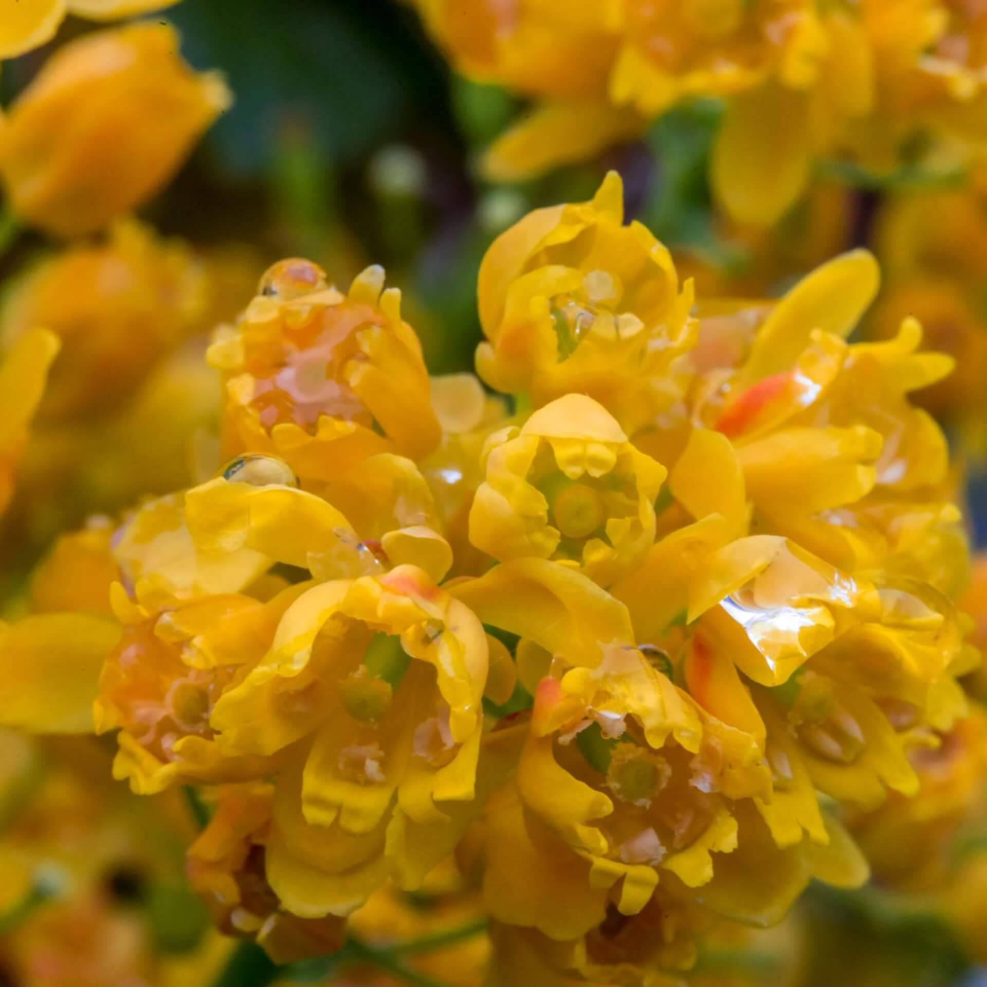 Mahonie 'Apollo' (Mahonia aquifolium 'Apollo')