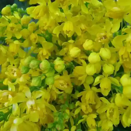 Foto von Mahonie 'Smaragd' (Mahonia aquifolium 'Smaragd')