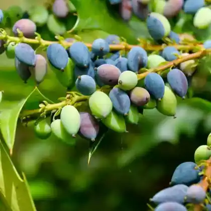 Foto von Schmuck Mahonie (Mahonia bealei)