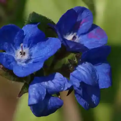 Foto von Große Ochsenzunge 'Loddon Royalist' (Anchusa azurea 'Loddon Royalist')