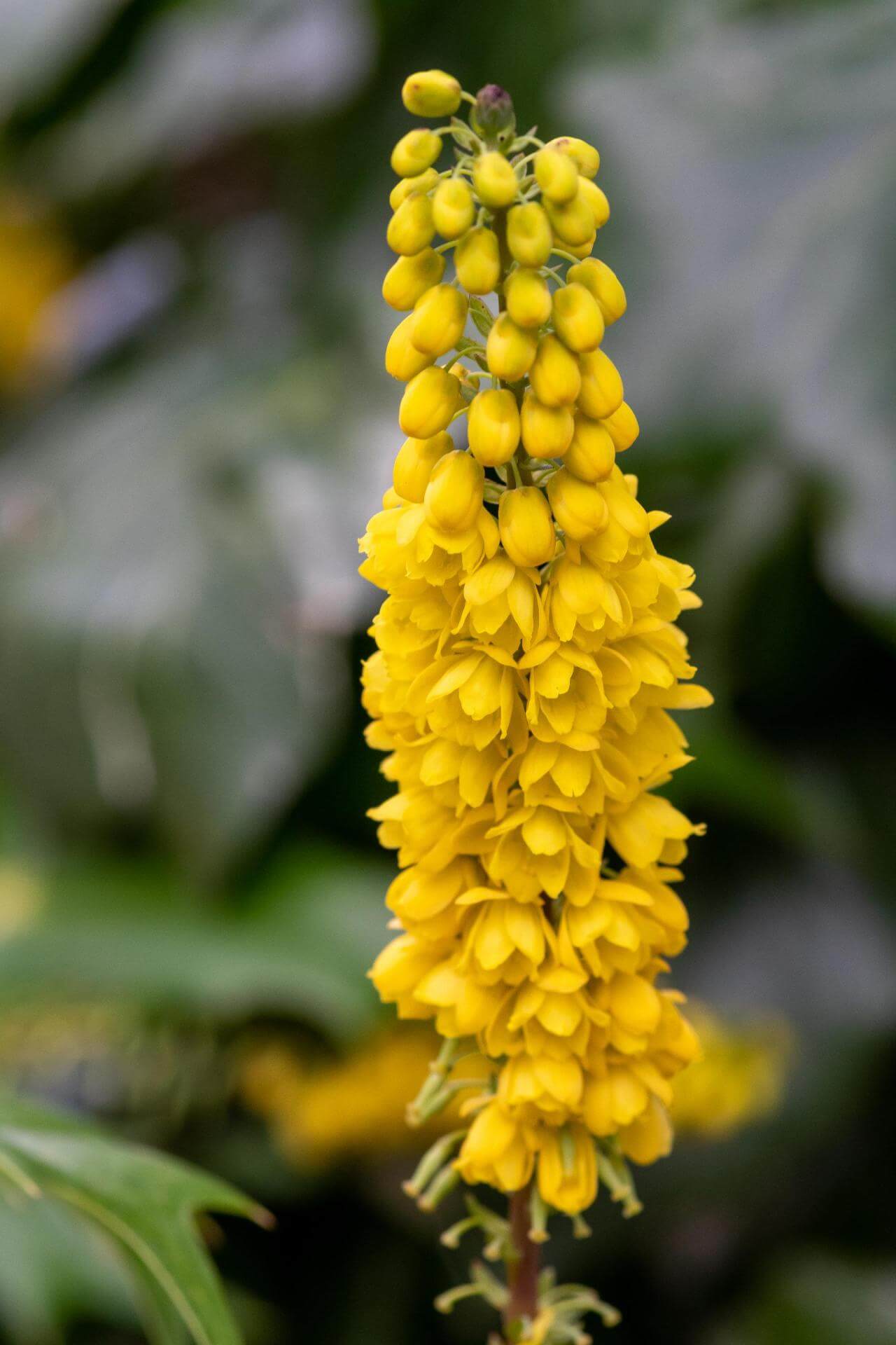 Mittlere Mahonie / Mahonia x media