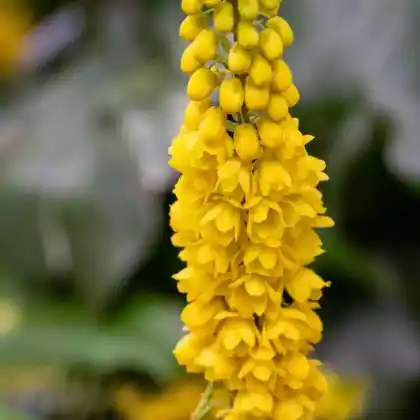 Foto von Mittlere Mahonie (Mahonia x media)