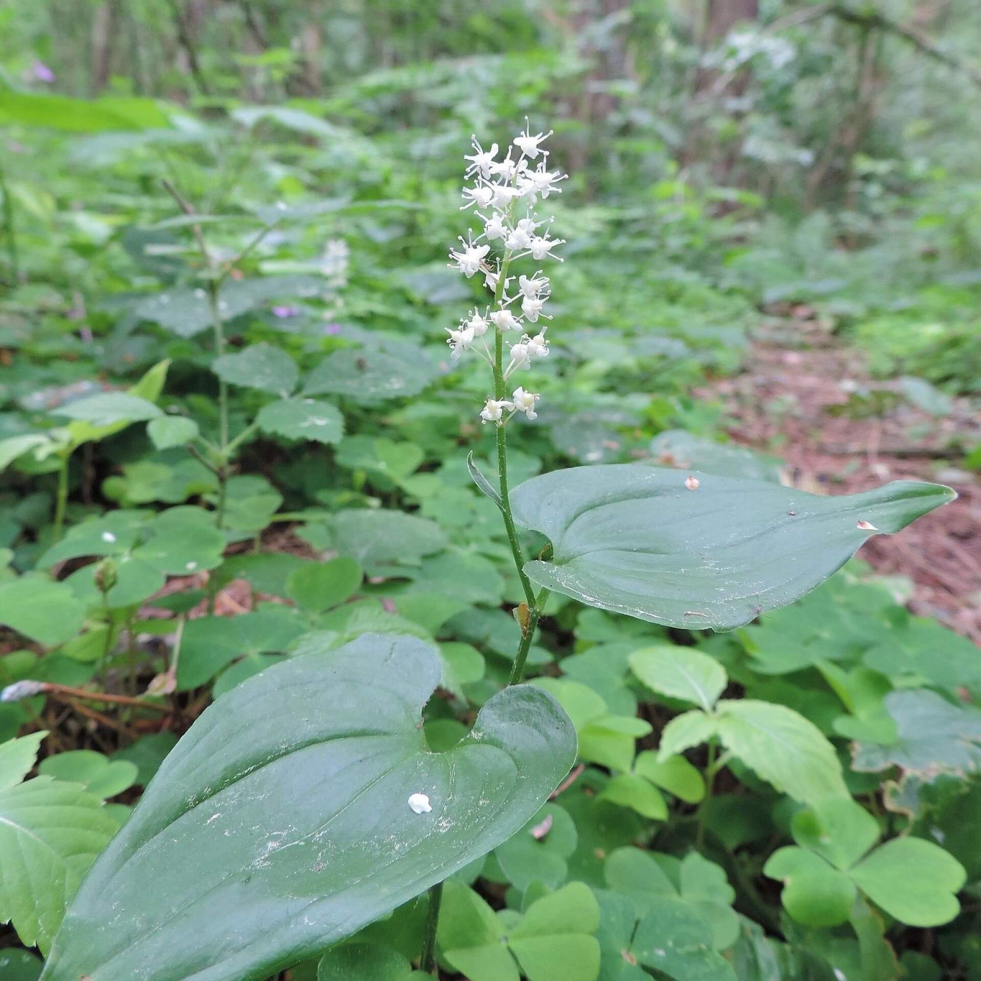 Zweiblättrige Schattenblume (Maianthemum bifolium)