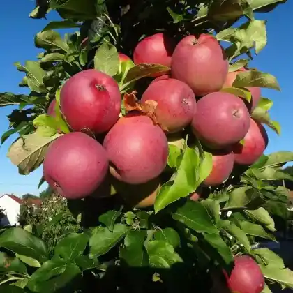 Foto von Herbstapfel 'Berner Rosenapfel' (Malus 'Berner Rosenapfel')