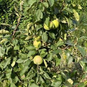 Malus 'Braeburn'