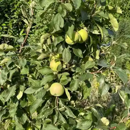 Foto von Herbstapfel 'Braeburn' (Malus 'Braeburn')