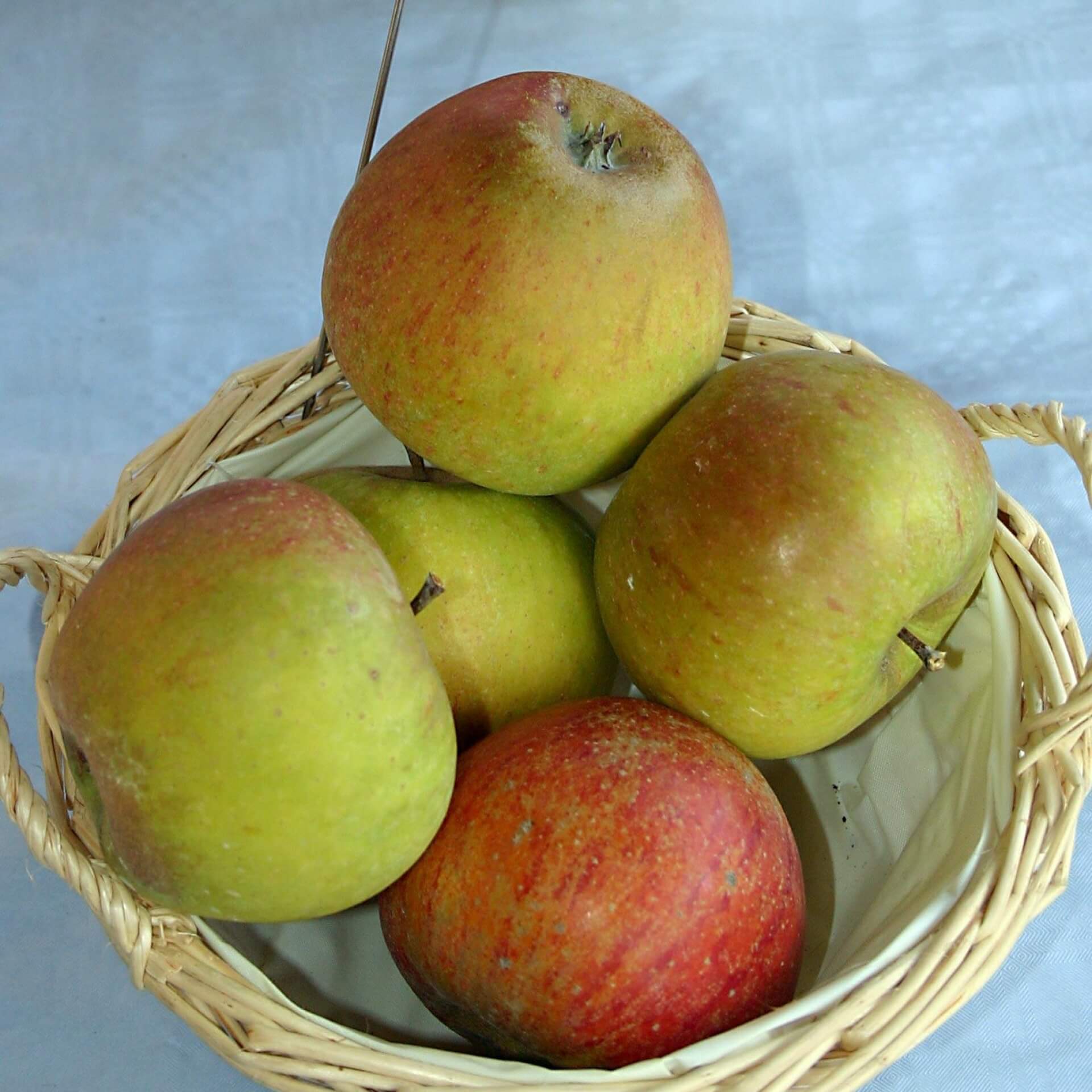 Herbstapfel 'Cox Orange' Renette (Malus 'Cox Orange' Renette)