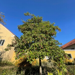 Malus 'Evereste'