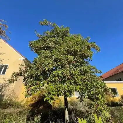 Foto von Zierapfel 'Evereste' (Malus 'Evereste')