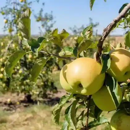 Foto von Winterapfel 'Golden Delicious' (Malus 'Golden Delicious')