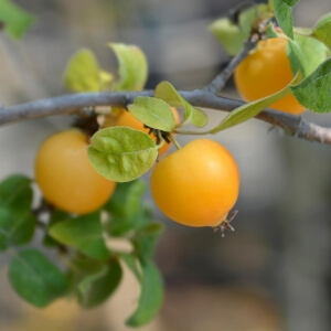 Malus 'Golden Hornet'
