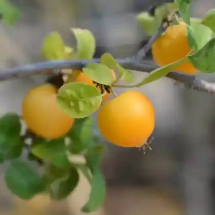 Foto von Zierapfel 'Golden Hornet' (Malus 'Golden Hornet')