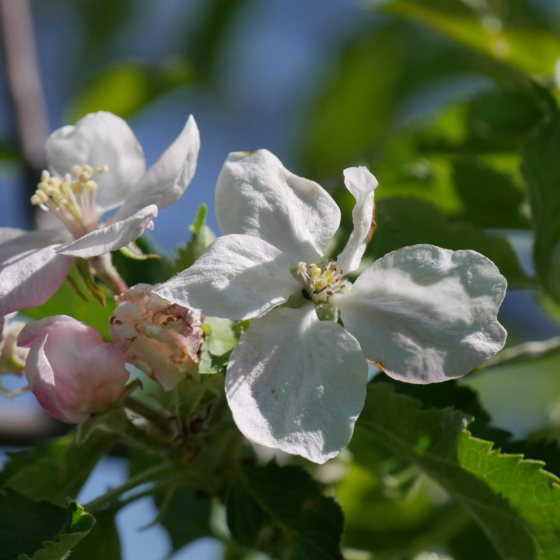 Winterapfel 'Goldparmäne' (Malus 'Goldparmäne')