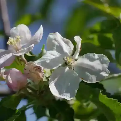 Foto von Winterapfel 'Goldparmäne' (Malus 'Goldparmäne')