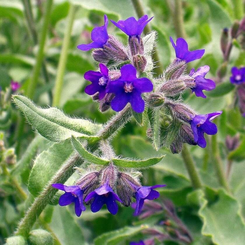Gemeine Ochsenzunge / Anchusa officinalis